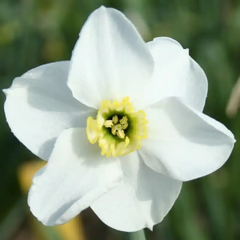 Narcissus ‘Hexworthy‘ - Actie