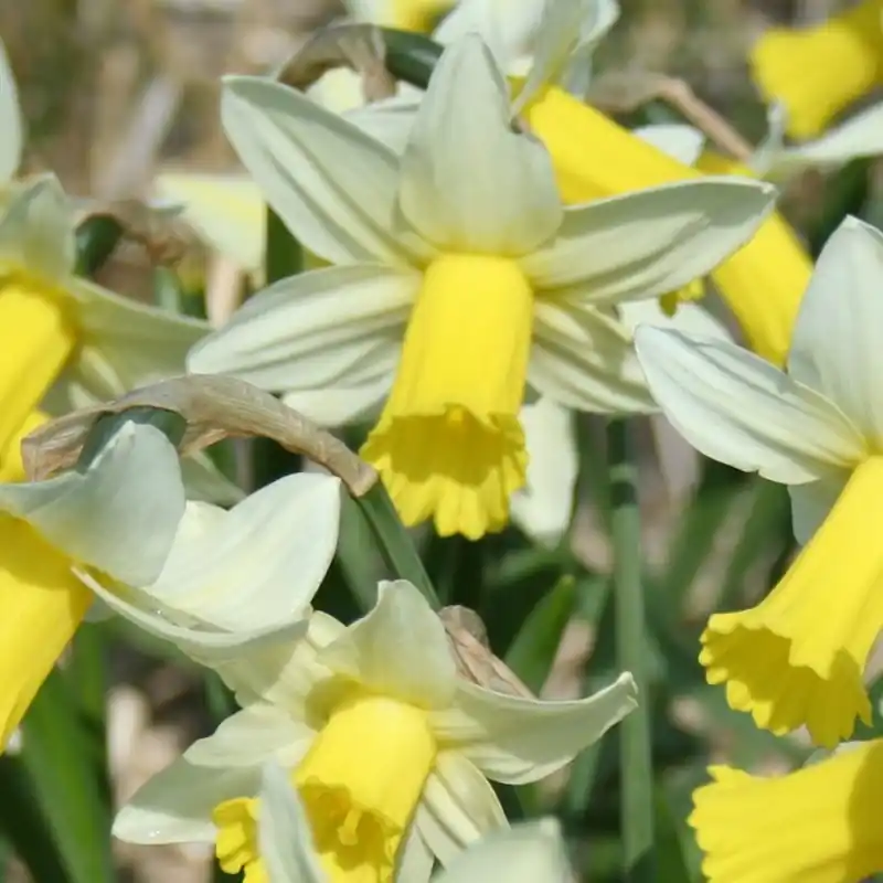 Narcissus ‘Ibis‘ | Online bestellen