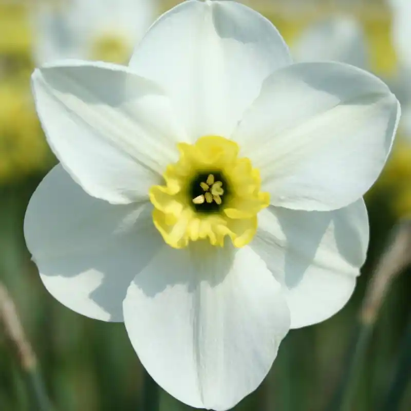 Nieuw binnengekomen - Narcissus ‘Oykel‘