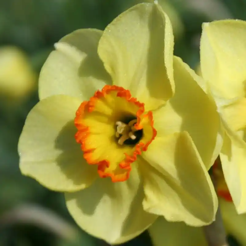 Prijsverlaging - Narcissus ‘Painted Desert‘