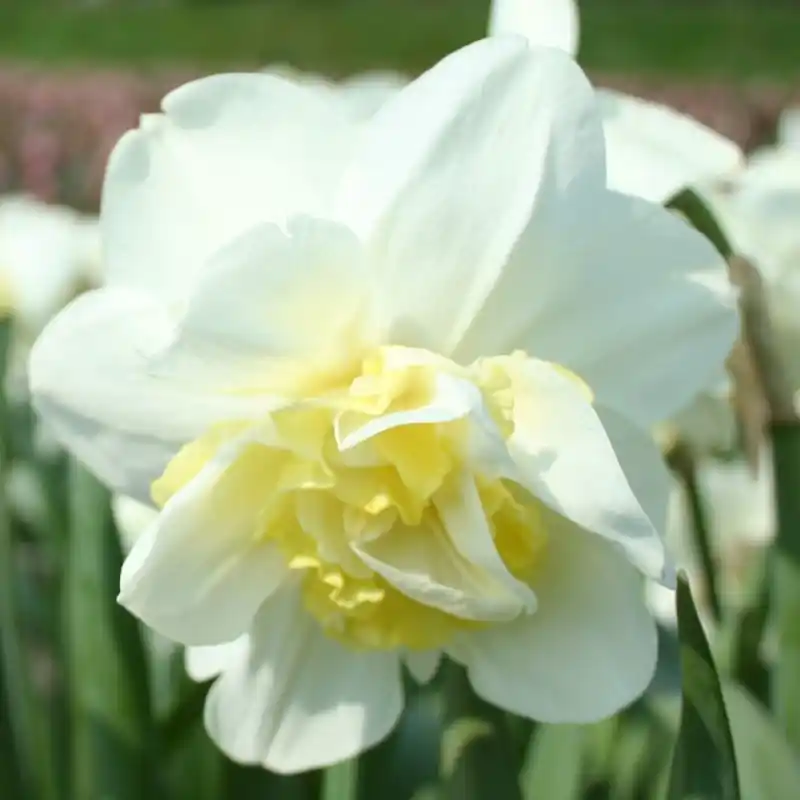 Sale - Narcissus ‘Odyssey‘