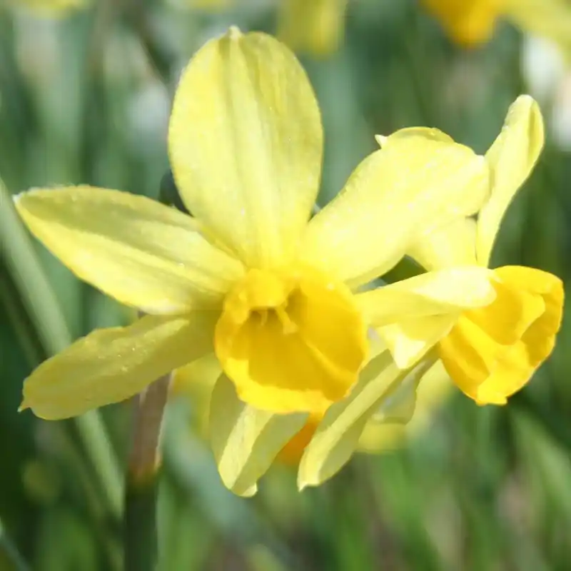 Narcissus ‘Rosedown‘ | Nu beschikbaar