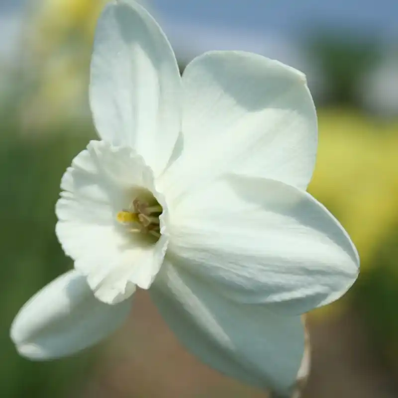 Narcissus ‘Silverthorn‘ | Klantfavoriet
