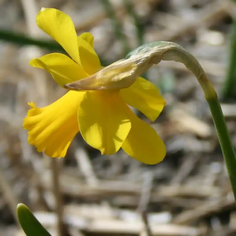 Scherp geprijsd - Narcissus ‘Skilliwidden‘