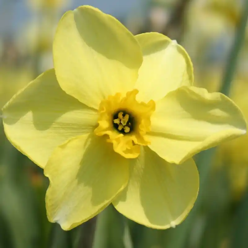 Vanaf nu beschikbaar - Narcissus ‘Skookum‘
