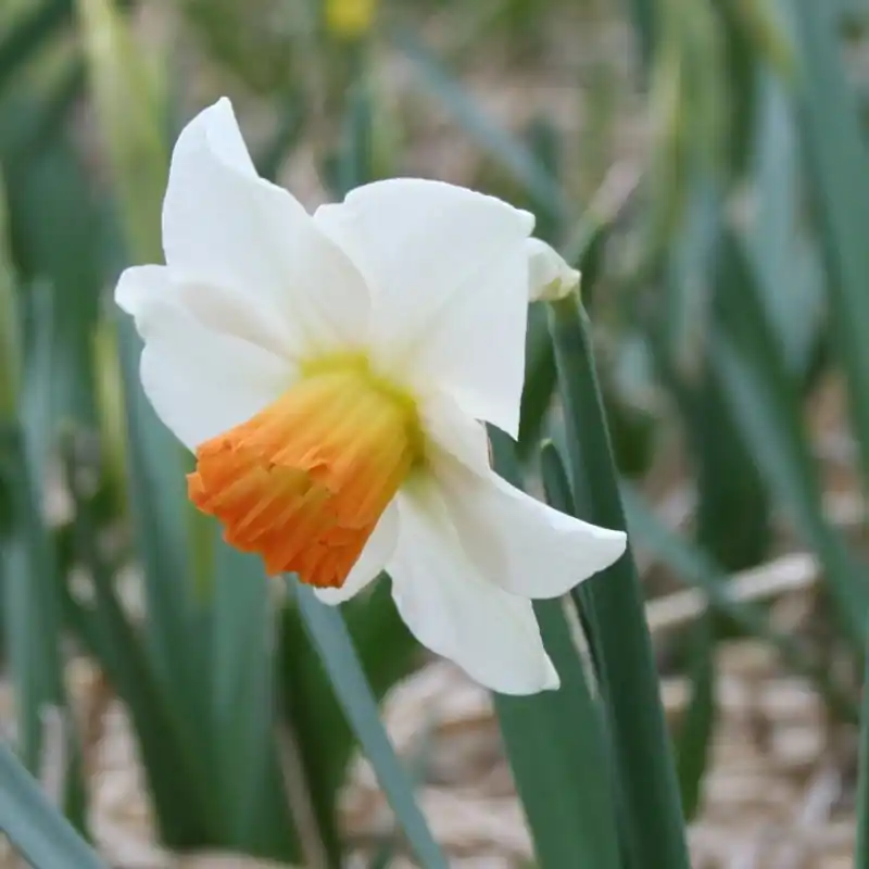 Narcissus ‘Bilbo‘ - Scherpe prijs