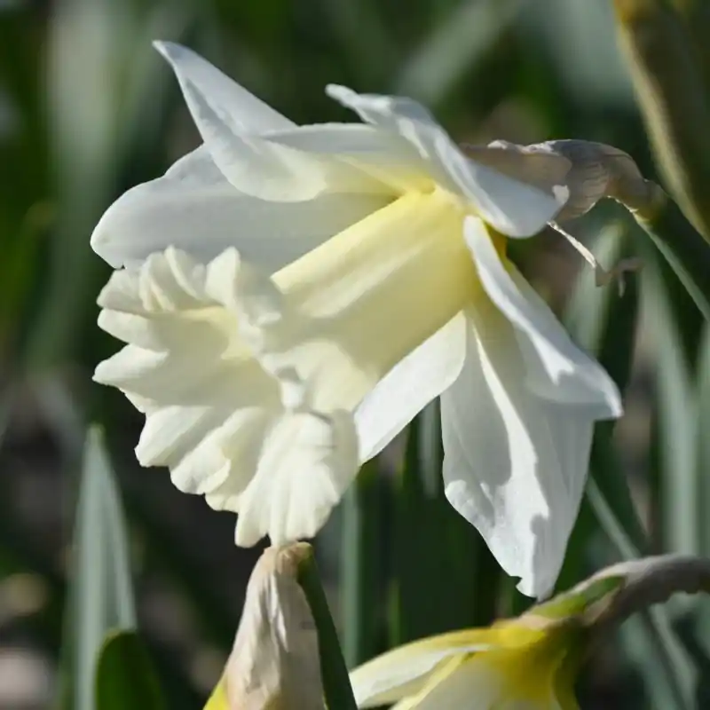 Topdeal - Narcissus ‘Broughshane‘