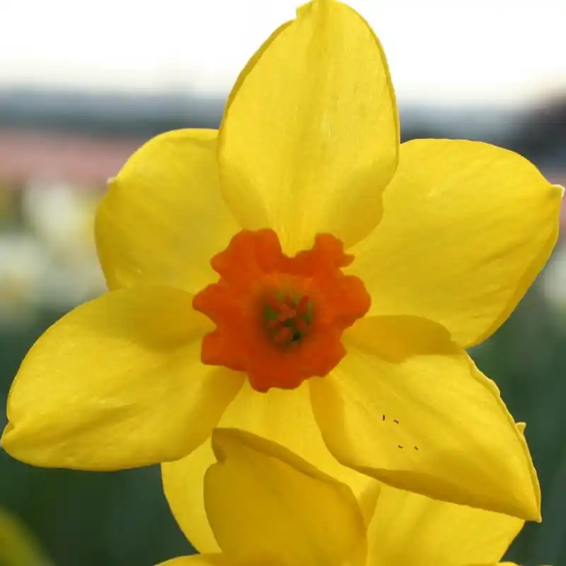 Veilige betaling - Narcissus ‘Bunting‘