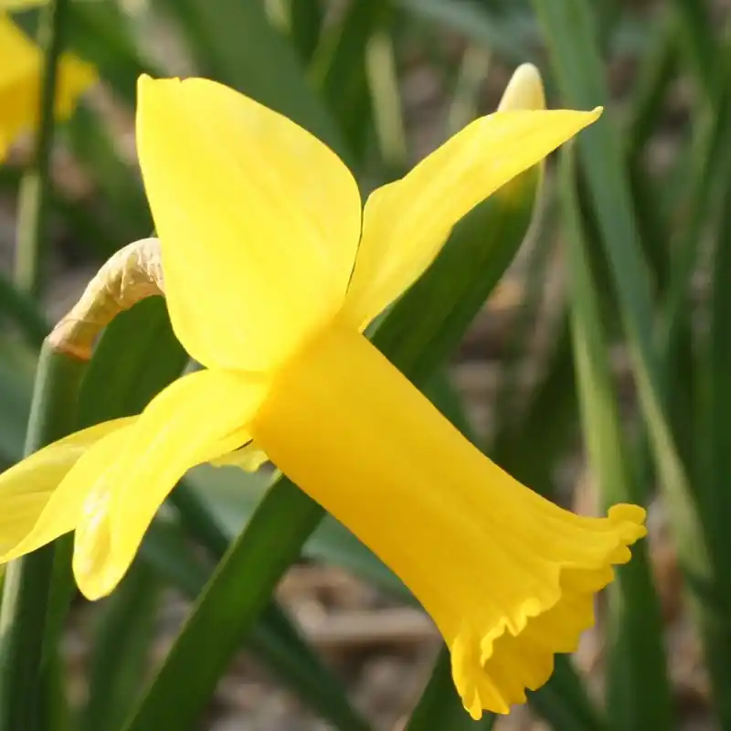 Nieuw binnen - Narcissus ‘Baby doll‘