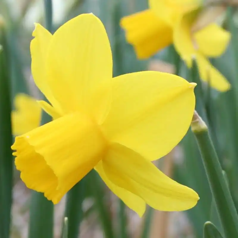 Narcissus ‘Elfin Gold‘ - Lage prijs
