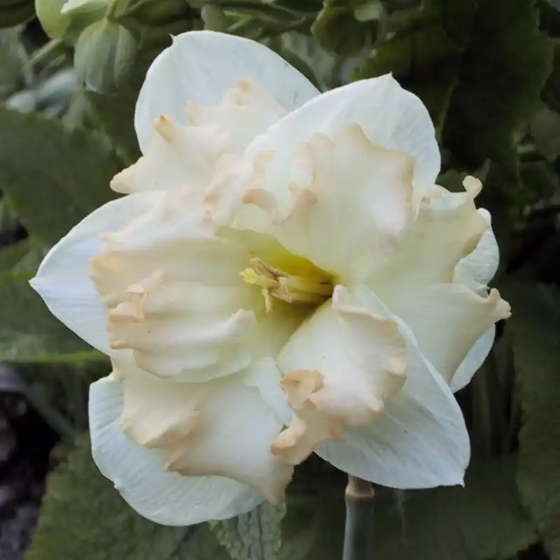 Bestel nu - Narcissus ‘Etincelante‘