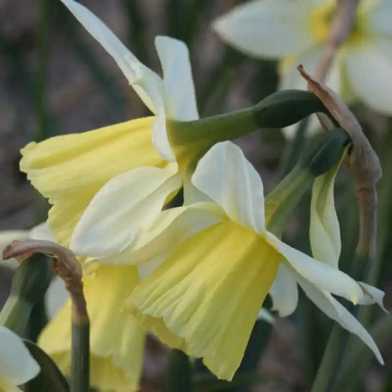 Narcissus ‘Johanna‘ - Direct kopen