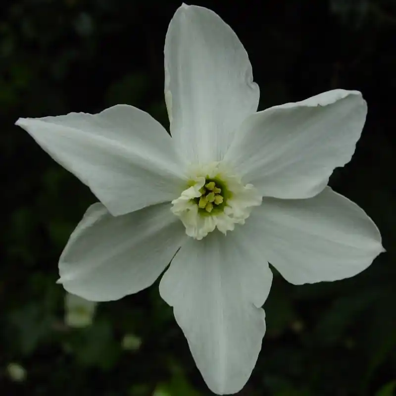 Nu beschikbaar - Narcissus ‘Polar Ice‘