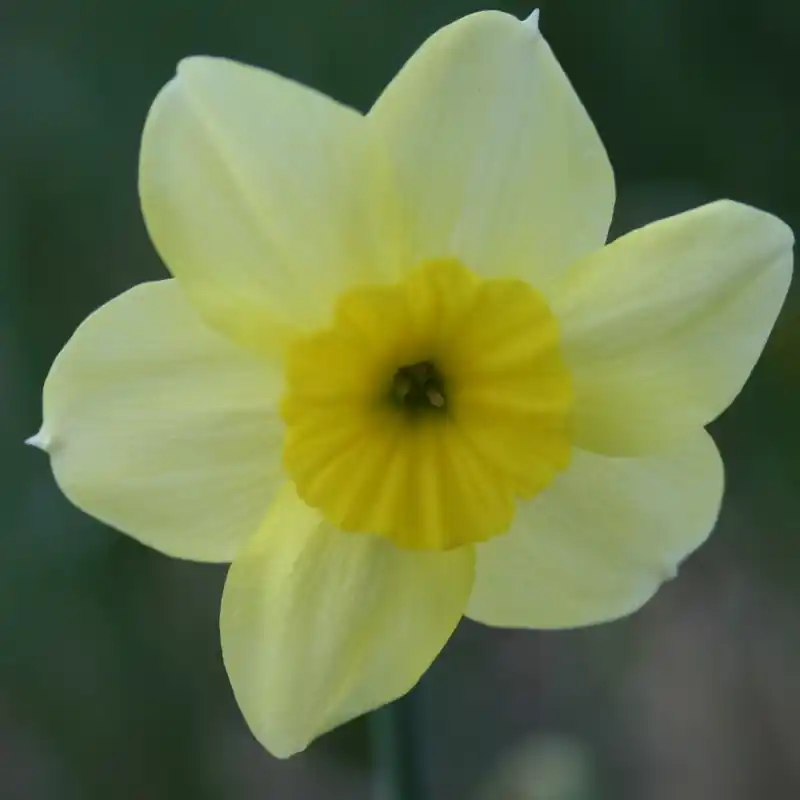 Voordelig - Narcissus ‘Rikki‘