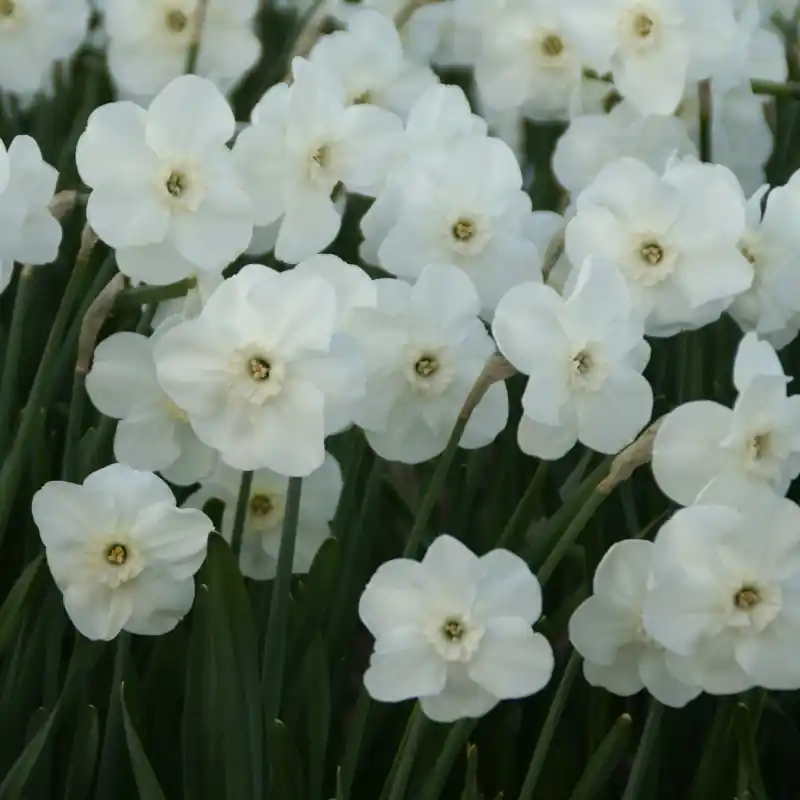 Narcissus ‘Sea Princess‘ | Tijdelijke aanbieding