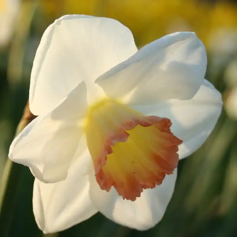 Narcissus ‘Signorina‘ - Verlaagde prijs