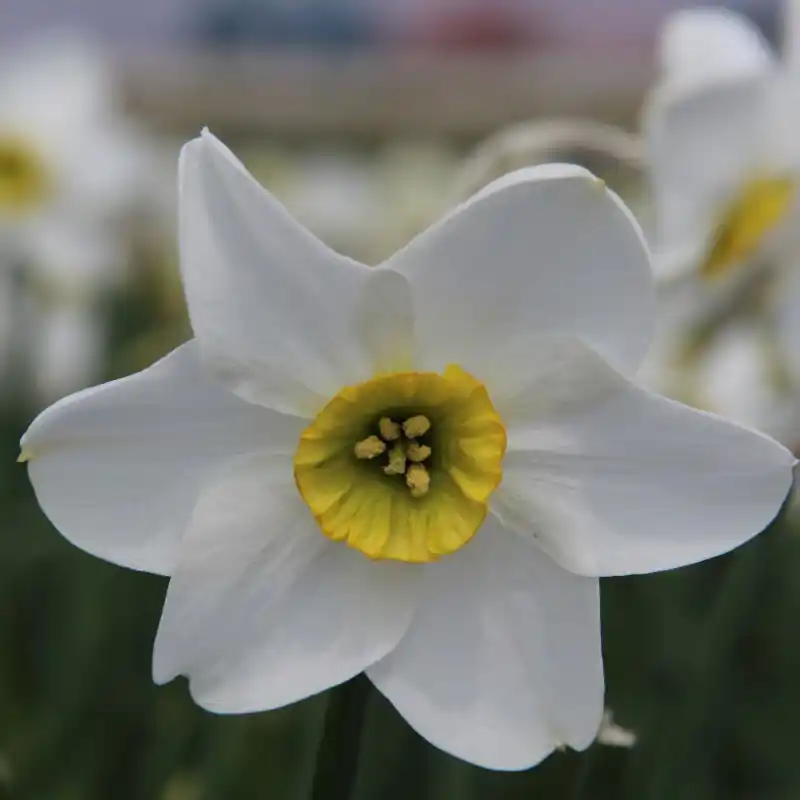 Narcissus ‘Sinopel‘ | Online bestelbaar