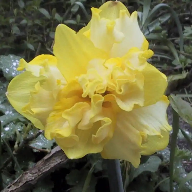 Narcissus ‘Sprinter‘ - Premium