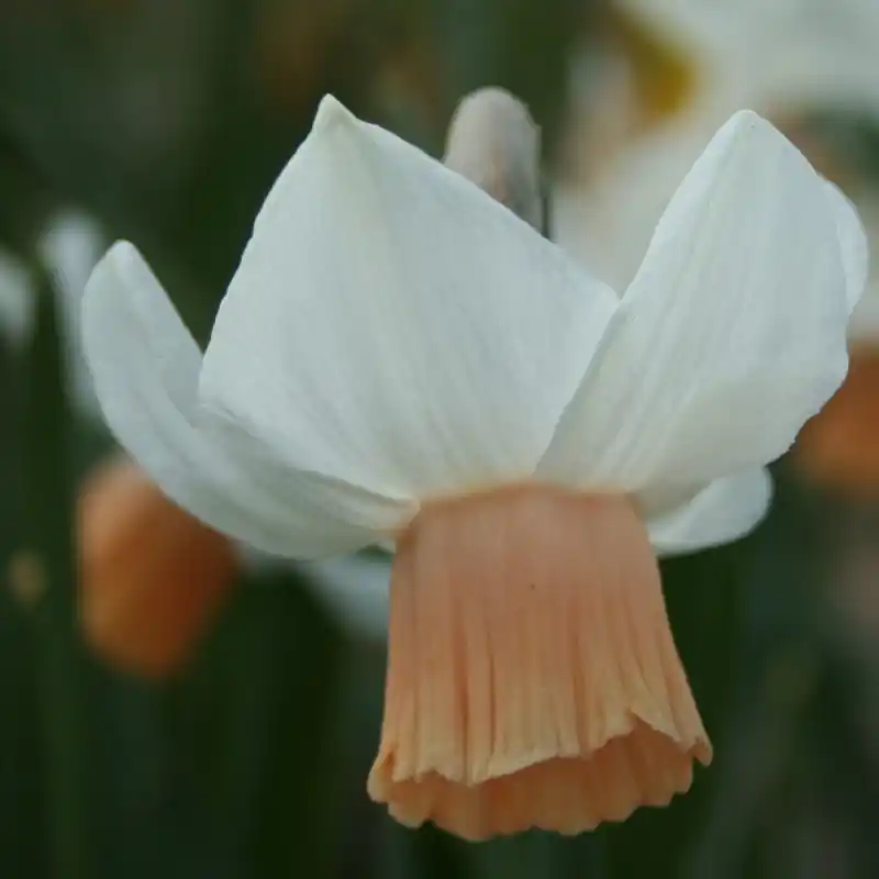 Narcissus ‘Tiger Moth‘ | Prijs verlaagd