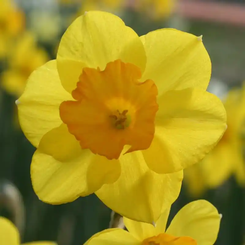 Narcissus ‘Walton‘ - Nieuw binnen
