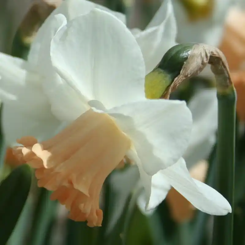 Deal | Narcissus ‘Waif‘
