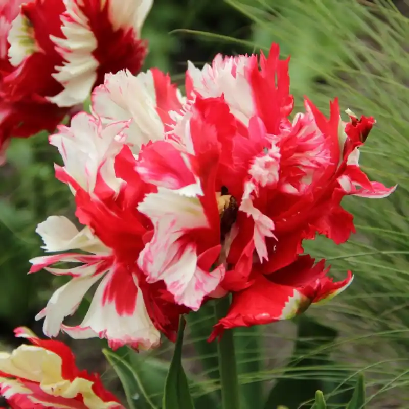 Tulipa ‘Estella Rijnveld‘ - Spoedlevering