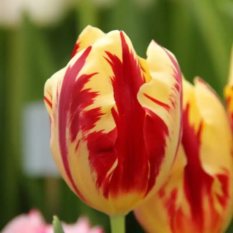 Tulipa ‘Grand Perfection‘ | Nu kopen
