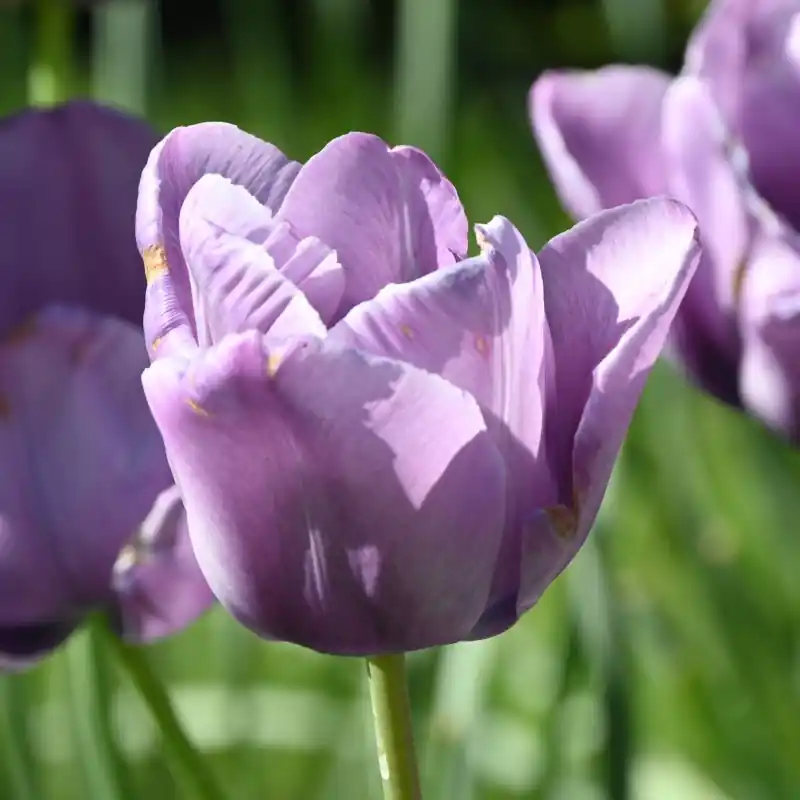 Bijna uitverkocht - Tulipa ‘Bleu Aimable‘