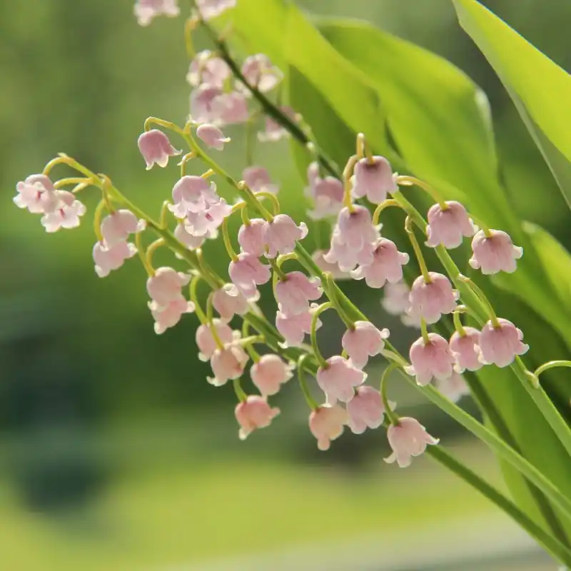 Speciale aanbieding - Convallaria majalis ‘Rosea‘