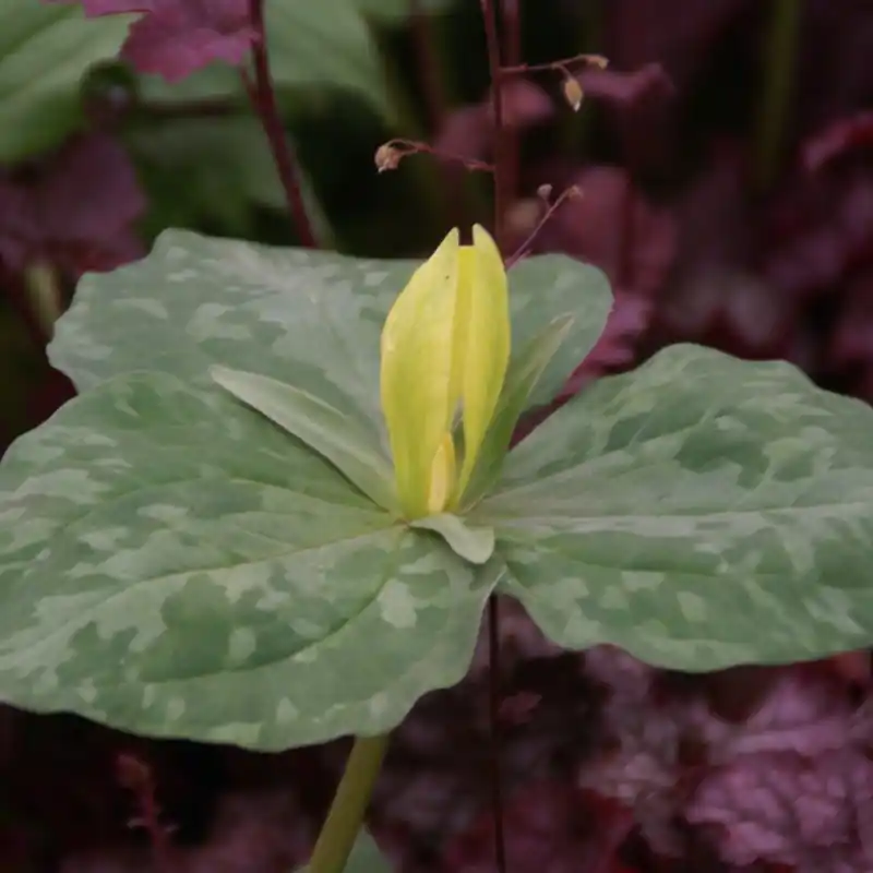 Trillium luteum - Populair