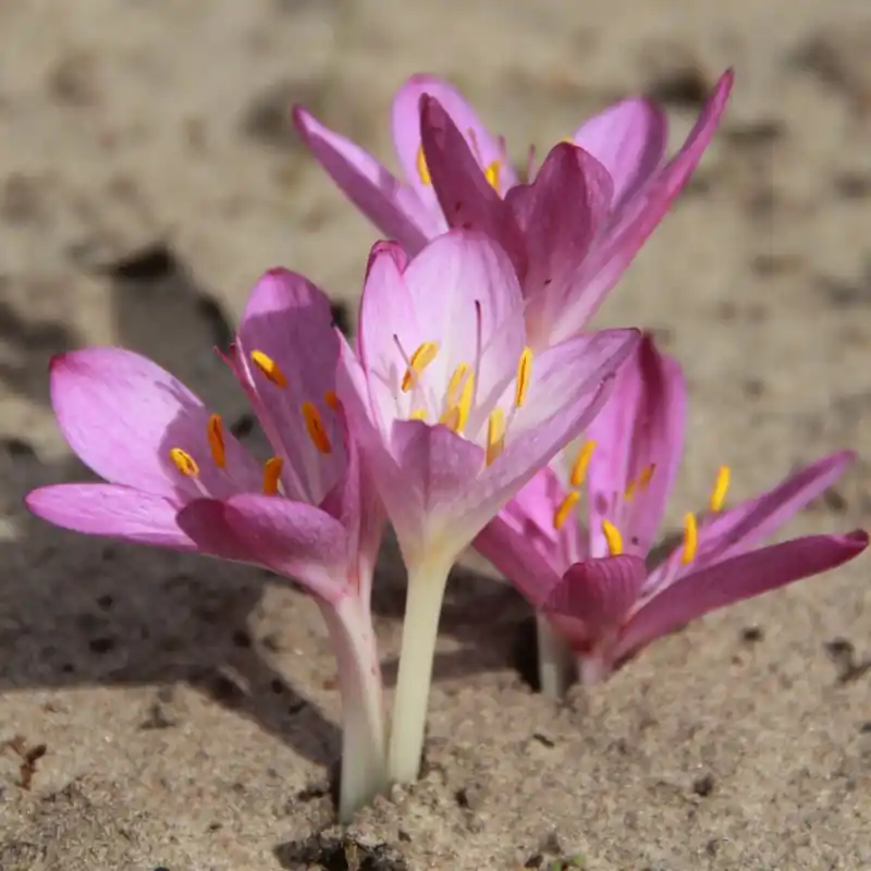 Colchicum cupanii var. pulverulentum | Premium