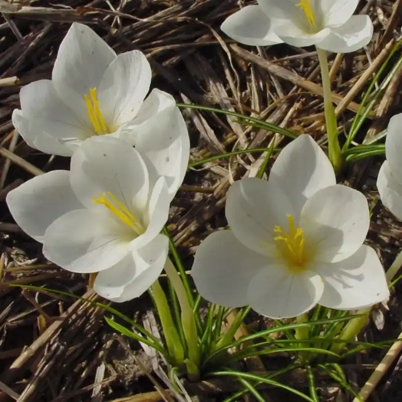 Eenvoudig retourneren - Crocus goulimyi ‘Mani White‘