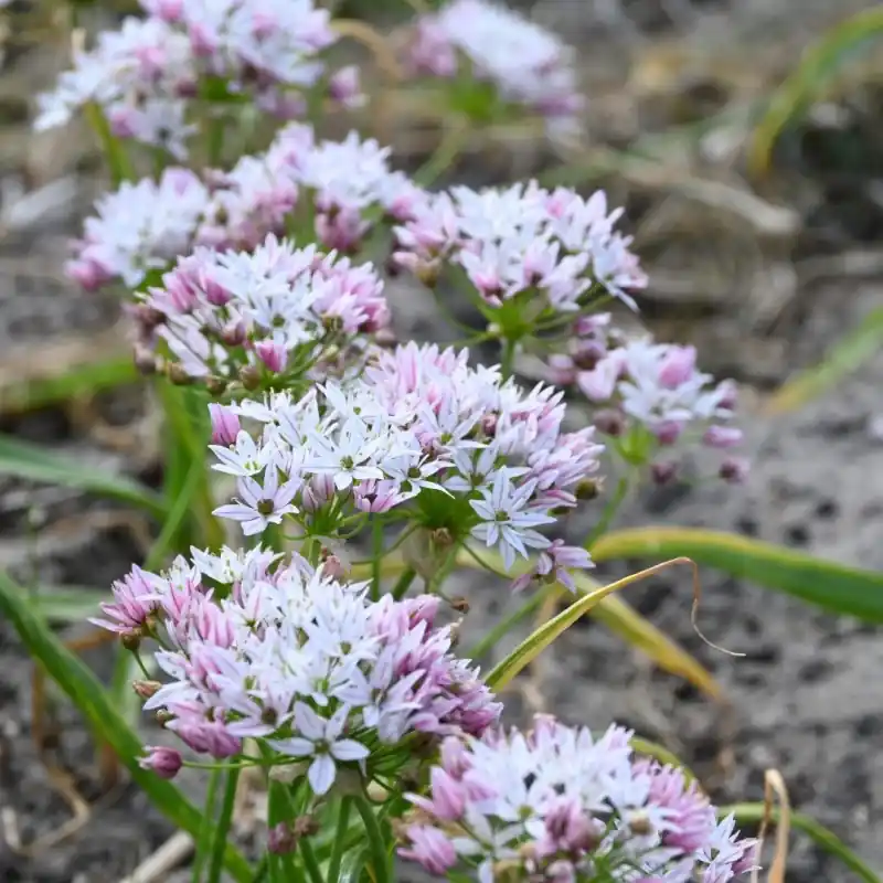 Pak je kans | Allium ‘Cameleon‘