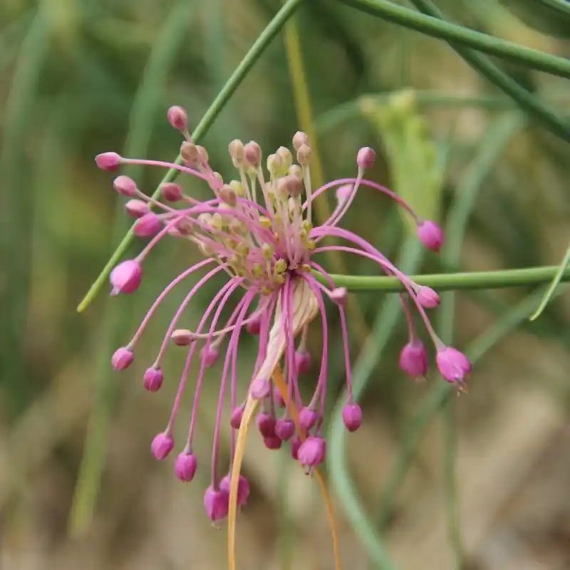 Nieuw in de shop - Allium huber-morathii