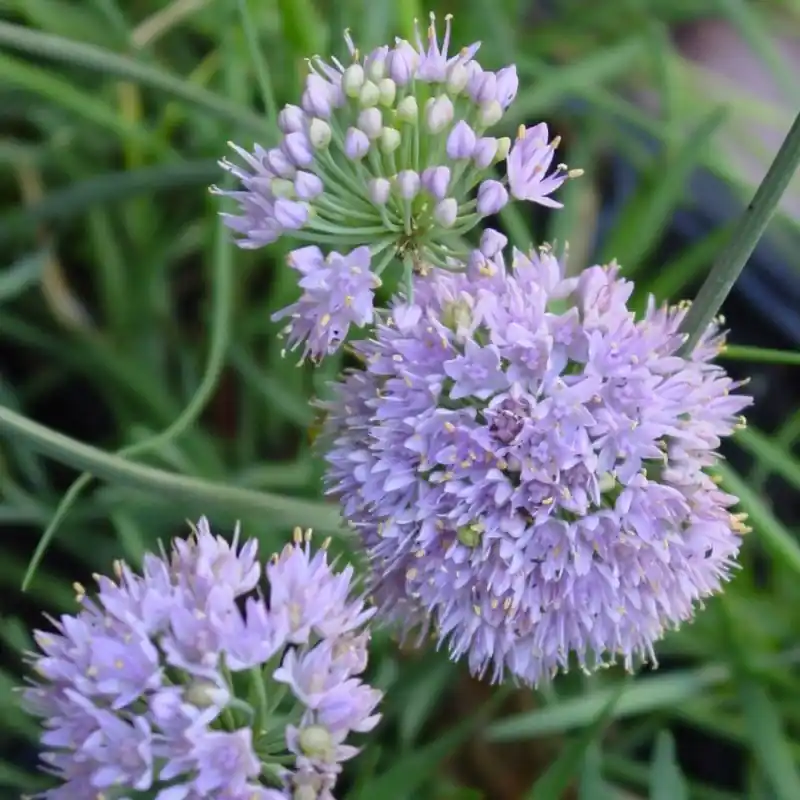 Allium lusitanicum - Prijs verlaagd