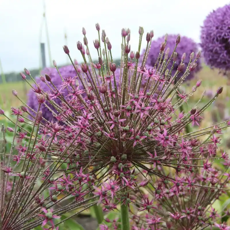 Allium ‘Toabago‘ | Veilig betalen