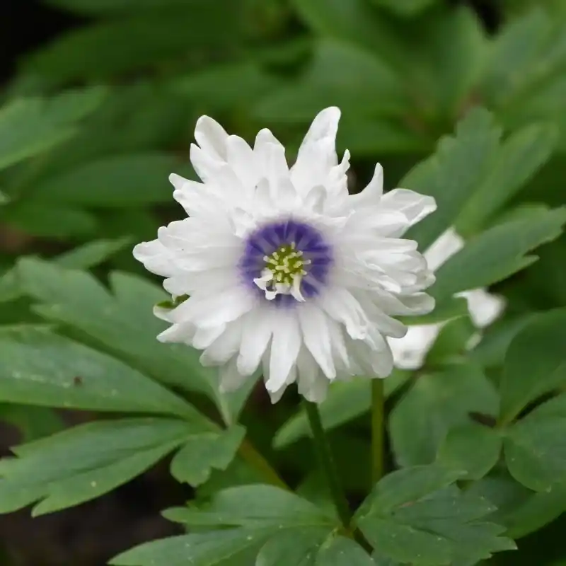 Korting - Anemone nemorosa ‘Blue Eyes‘