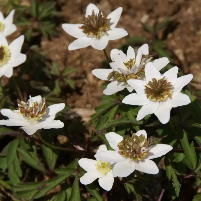 Direct van de fabrikant | Anemone nemorosa ‘Green Fingers‘