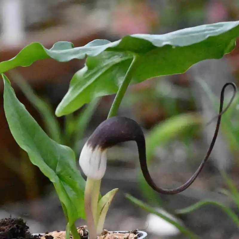 Direct leverbaar - Arisarum proboscideum