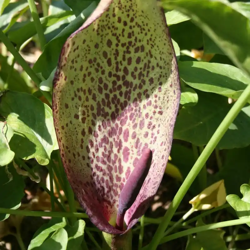 Arum dioscoridis var. syriacum | Rechtstreeks van de fabrikant
