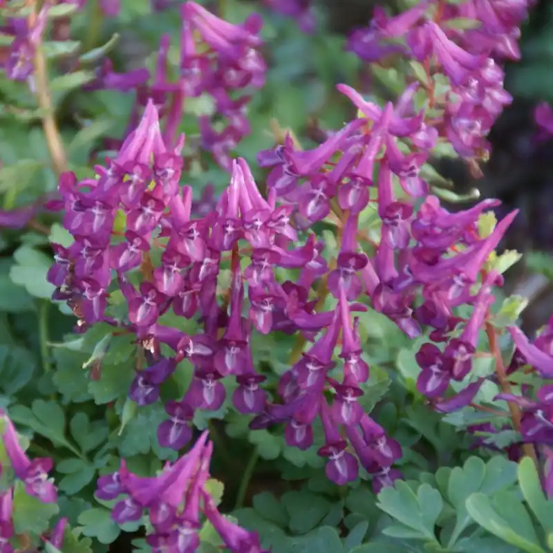 Corydalis solida ‘Purple Bird‘ | Veilig winkelen