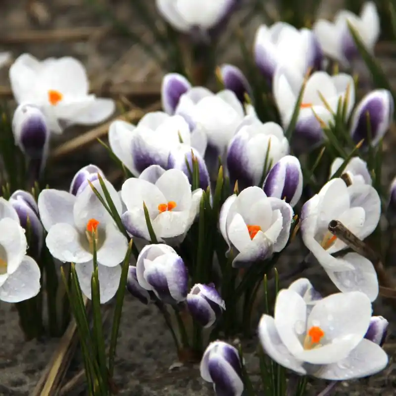 Crocus chrysanthus ‘Blue Bird‘ | Bespaar meer