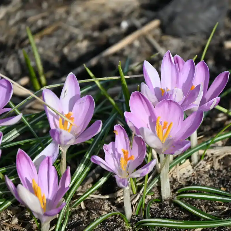 Online bestelbaar | Crocus tommasinianus ‘Roseus‘