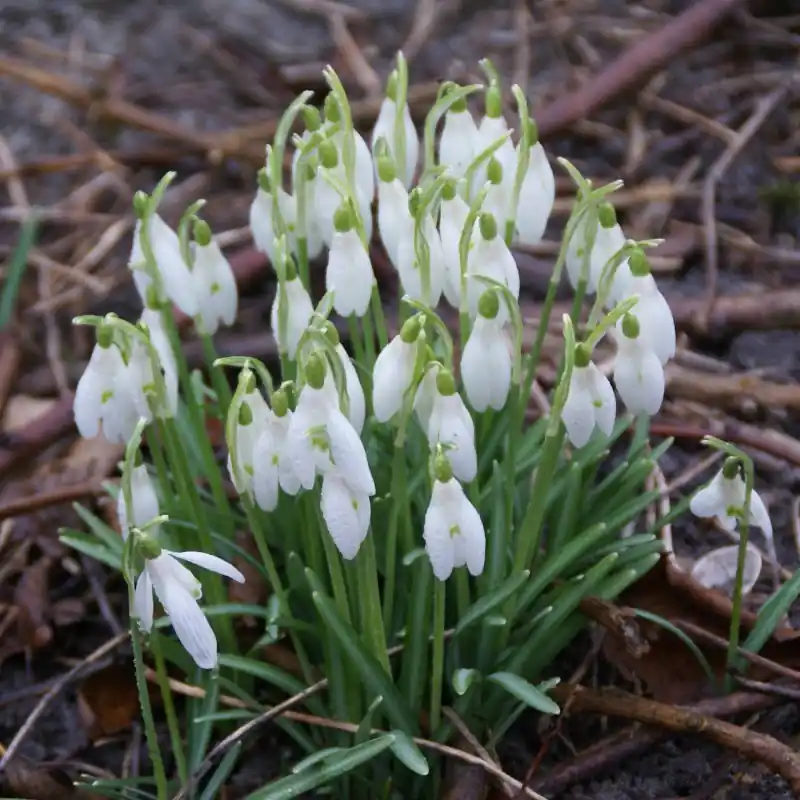 Galanthus ‘Charlotte‘ - Populair bij klanten