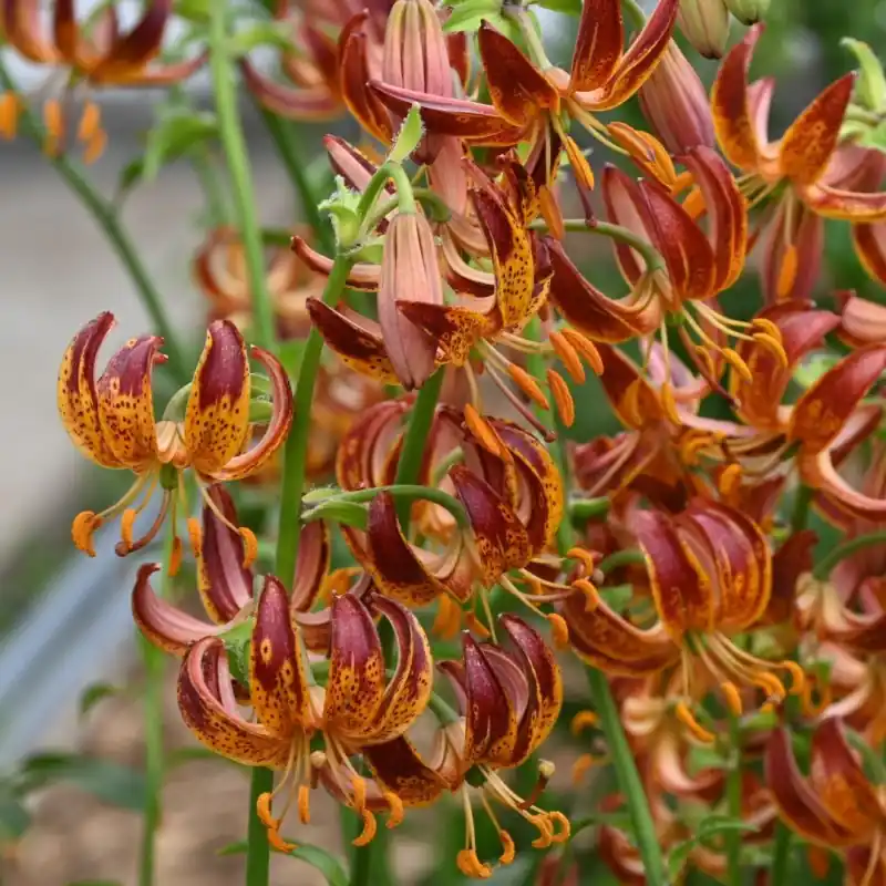 Lilium martagon ‘Arabian Knight‘ - Zojuist toegevoegd