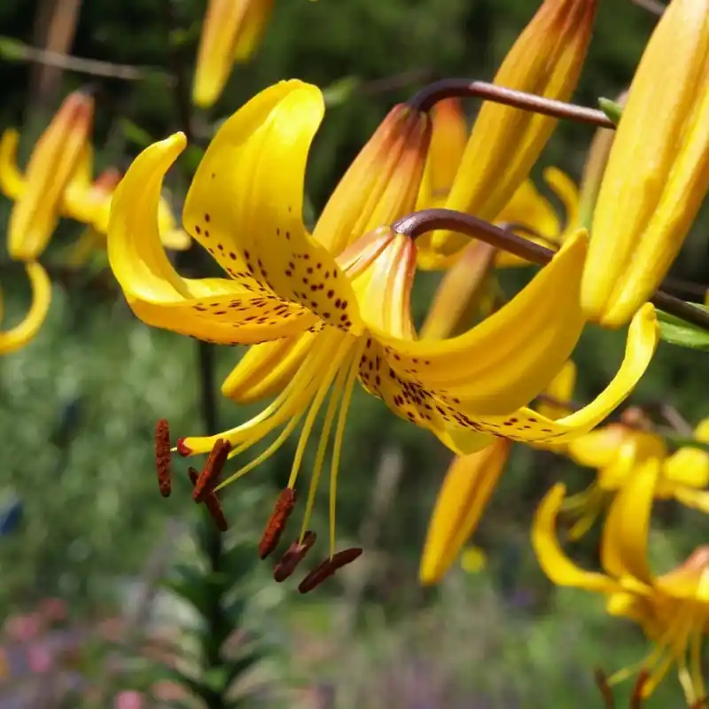 Lilium leichtlinii - Korting