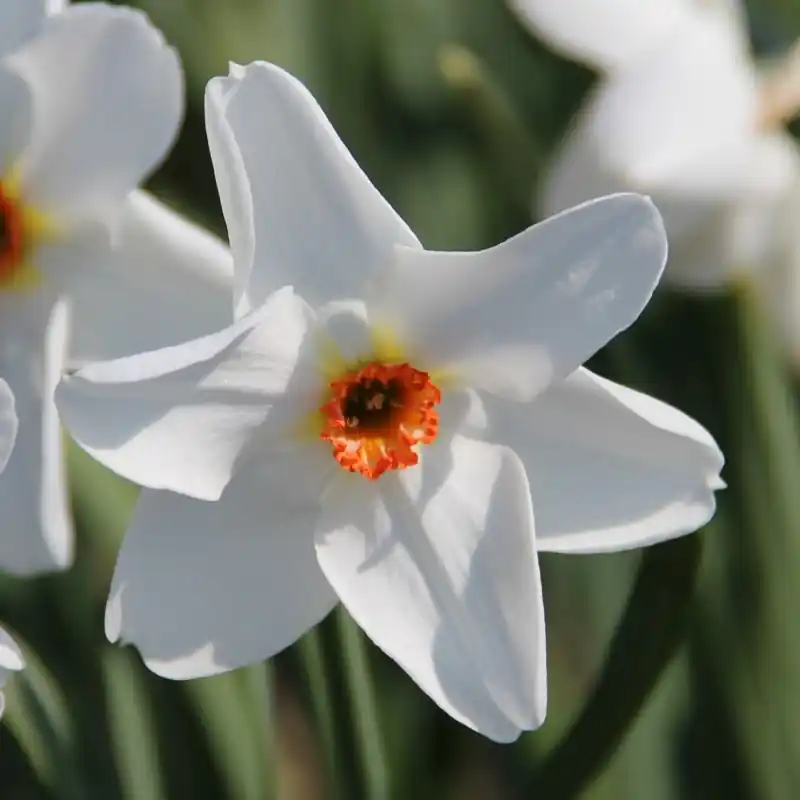 Nog maar enkele beschikbaar | Narcissus ‘Firetail‘