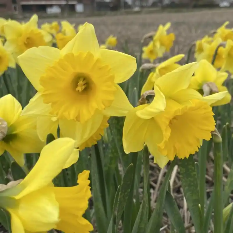 Narcissus ‘Rijnveld‘s Early Sensation‘ | Bestel vandaag