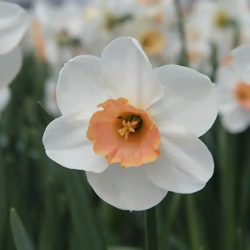Bespaar nu - Narcissus ‘Romance‘