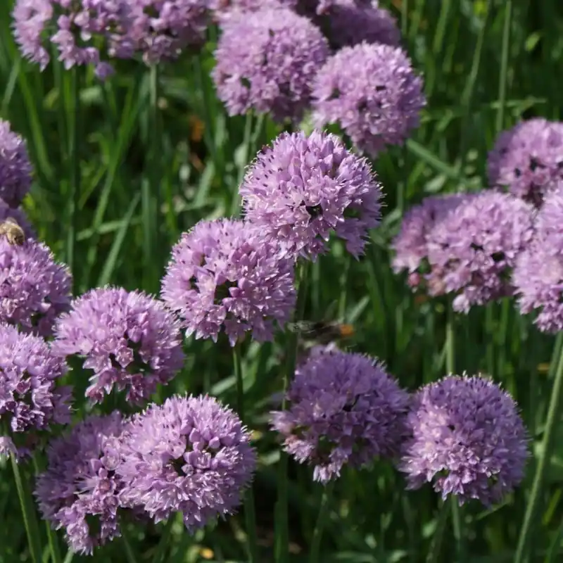 Lage prijs - Allium angulosum ‘Sara‘